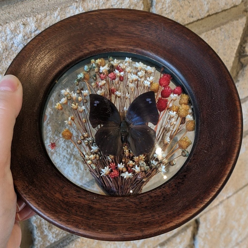 Brazilia Collection by Dunston Framed Butterfly